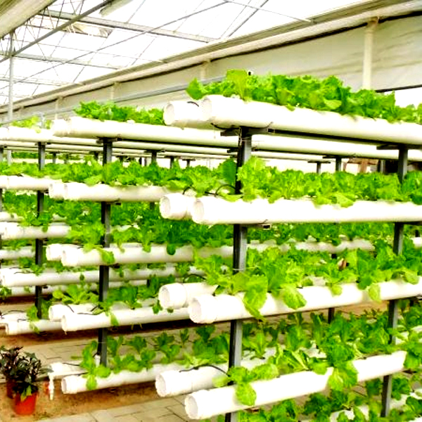 Sistemi di Coltivazione Idropo - Hydroponic Tower recensione e prezzo