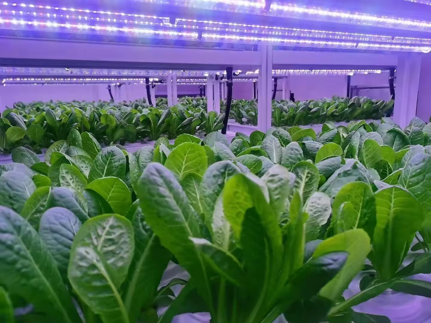 f Attrezzature agricole per se - Hydroponic Tower recensione e prezzo