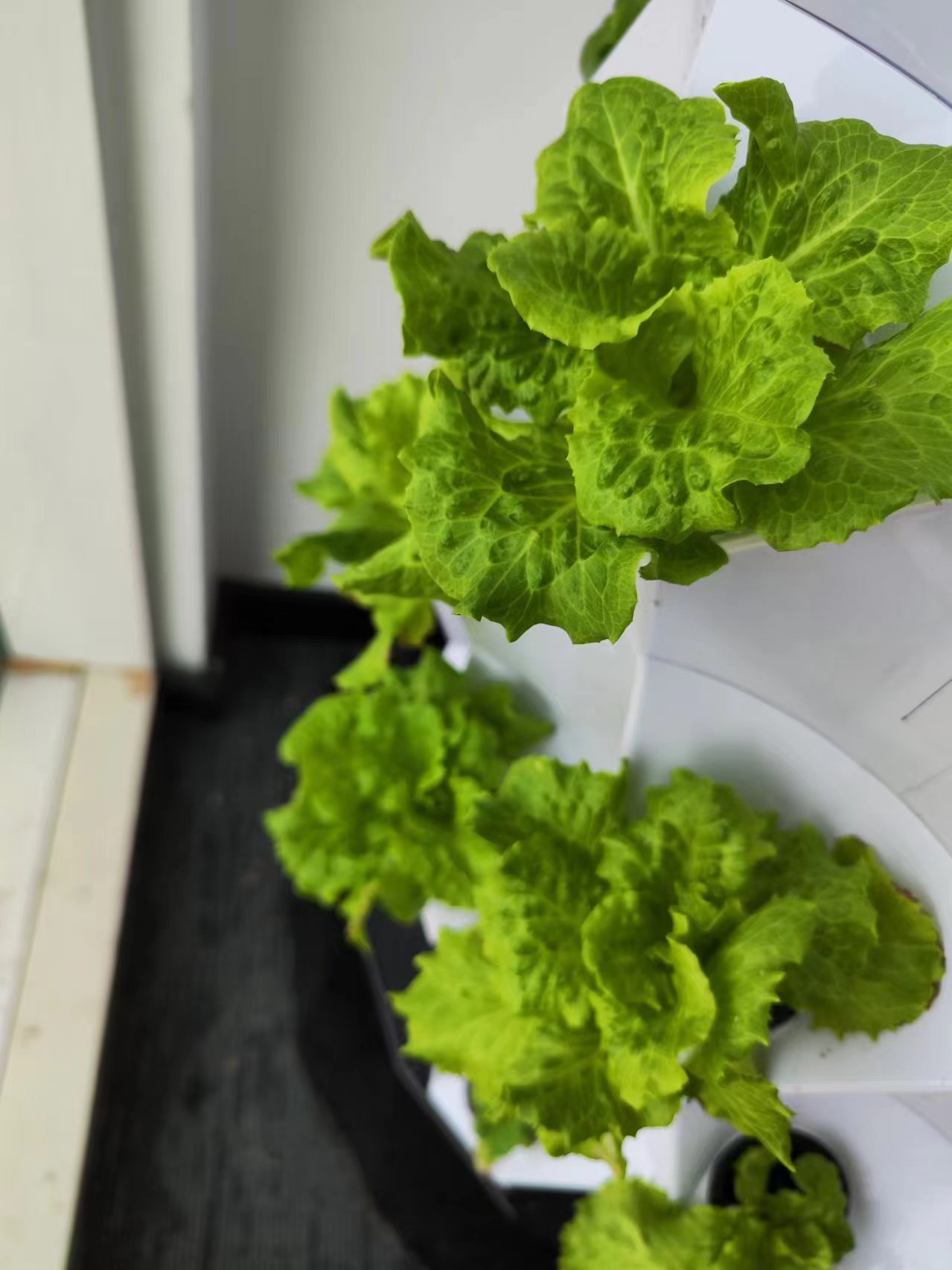 Sistema di Irrigazione Automat - Hydroponic Tower recensione e prezzo